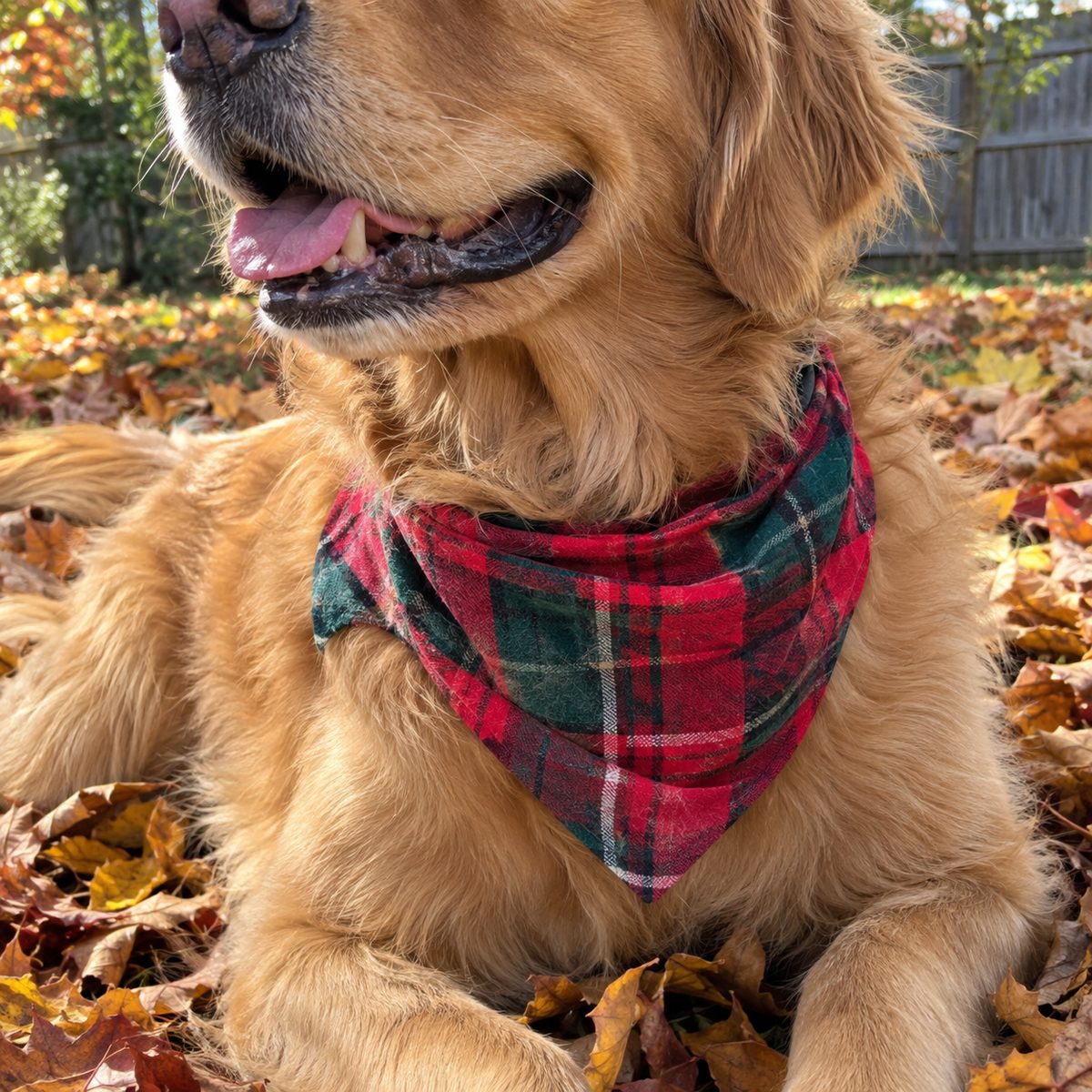 Dog wearing a red plaid flannel slip-on bandana in fall leaves