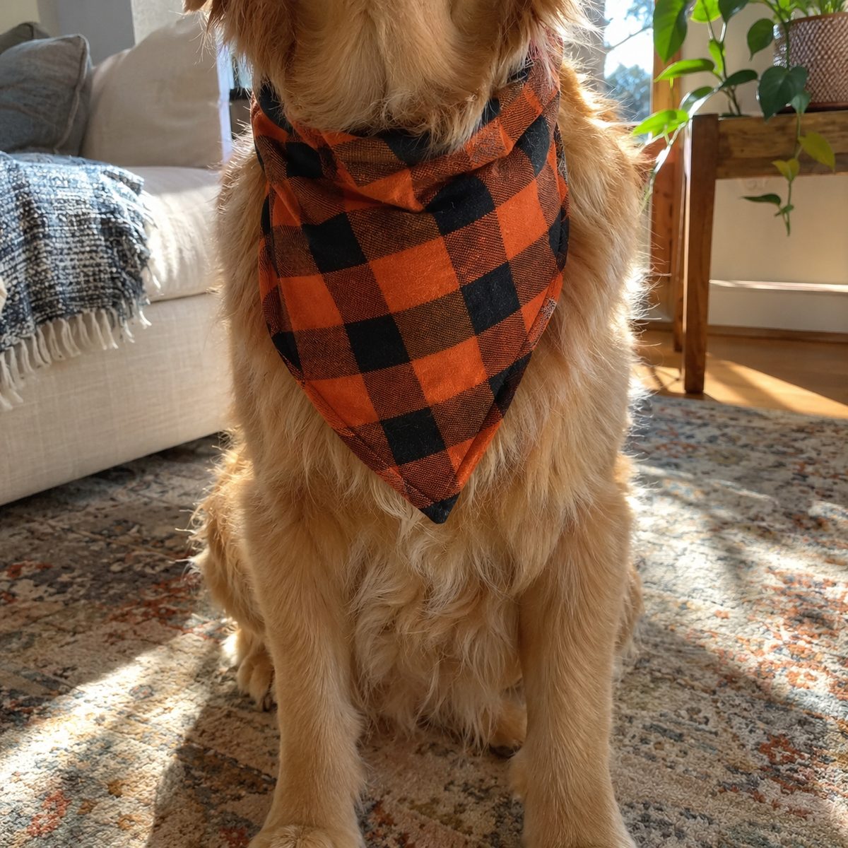 Dog wearing a reversible Halloween plaid bandana over its collar